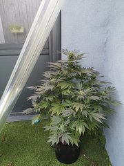 Dinamed CBD +