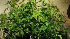 IMG_20201008_175643702.jpg