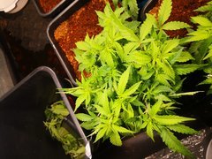 IMG_20201009_145228.jpg