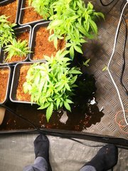 IMG_20201009_145237.jpg