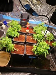 IMG_20201009_152611.jpg