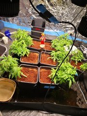 IMG_20201009_152612.jpg