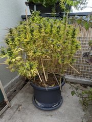 IMG_20201011_112141.jpg