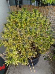 IMG_20201011_112149.jpg