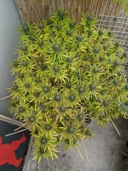 IMG_20201011_112157.jpg