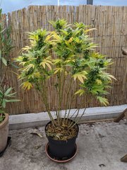 IMG_20201011_112304.jpg