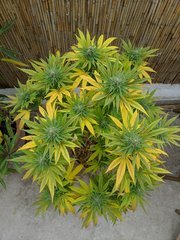 IMG_20201011_112403.jpg