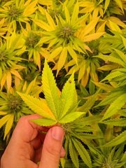 IMG_20201011_113002.jpg