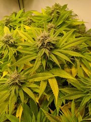 IMG_20201011_113559.jpg