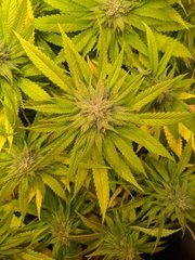 IMG_20201011_113621.jpg