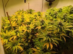 IMG_20201011_113656.jpg