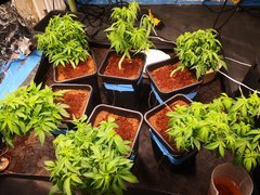 IMG_20201013_145225.jpg