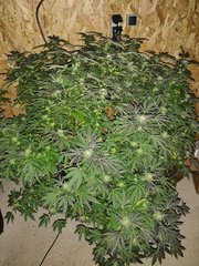IMG_20201015_084011.jpg