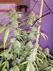 White Widow à 12/12 +44