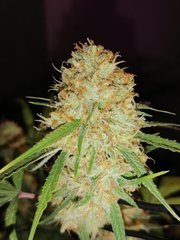 White Widow à 12/12 +44