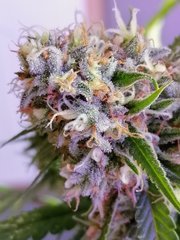 White Widow à 12/12 +44