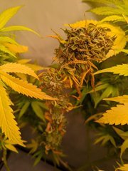 IMG_20201016_163113.jpg