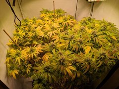 IMG_20201016_163345.jpg
