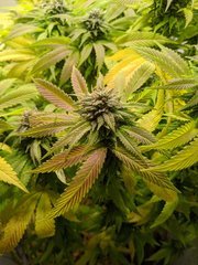 IMG_20201016_163435.jpg