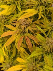 IMG_20201016_163449.jpg