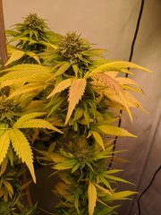 IMG_20201016_163459.jpg