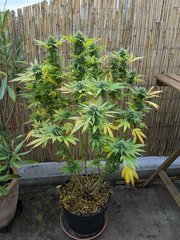 IMG_20201017_090559.jpg