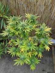 IMG_20201017_090609.jpg