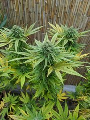 IMG_20201017_090616.jpg