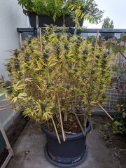 IMG_20201017_090643.jpg