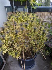 IMG_20201017_090649.jpg