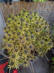 IMG_20201017_090657.jpg