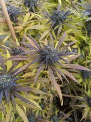 IMG_20201017_090720.jpg