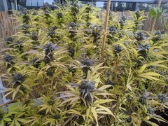 IMG_20201017_090736.jpg