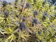 IMG_20201017_090805.jpg