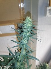 Walliser Queen à 12/12 +36