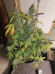 White Widow à 12/12 +49