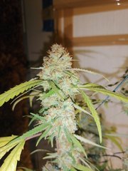 White Widow à 12/12 +49