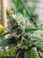 White Widow à 12/12 +36