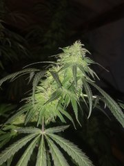 Purple Orange