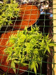 IMG_20201022_132851.jpg