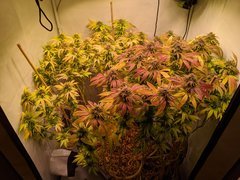 IMG_20201024_094331.jpg