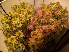 IMG_20201024_094345.jpg