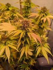 IMG_20201024_094435.jpg