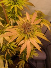 IMG_20201024_094443.jpg