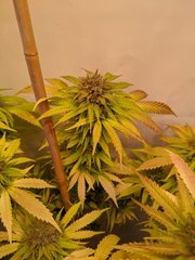 IMG_20201024_094503.jpg