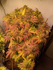 IMG_20201024_094521.jpg