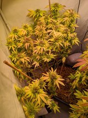 IMG_20201024_094538.jpg