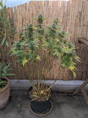 IMG_20201024_094746.jpg