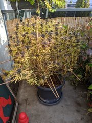 IMG_20201024_094829.jpg