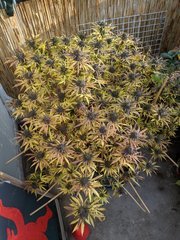 IMG_20201024_094839.jpg
